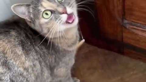 Funny cat videos