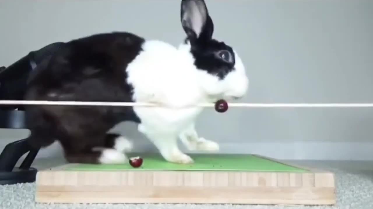 Bunny Rabbit Falling