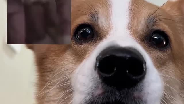 Dog 🐕🐕🐕