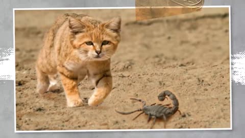 This Cat Doesn’t Smell, Never Drinks, and Its Paws Don’t Leave Prints3