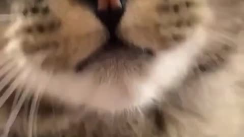 THIS is why cats meow??