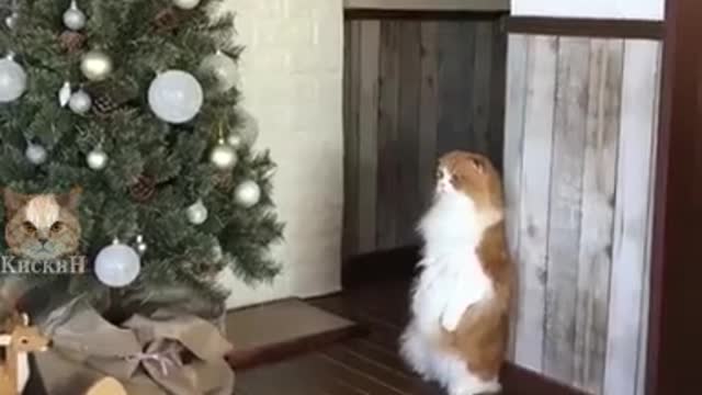 The cat saw the Christmas tree for the first time