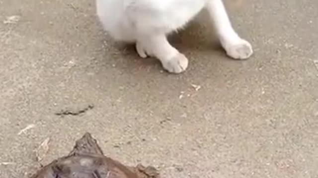 Cute and funny cats and dogs - try not to laugh 1