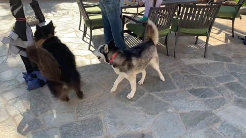 Adorable Clumsy Dog Slams Himself Playing With a Husky