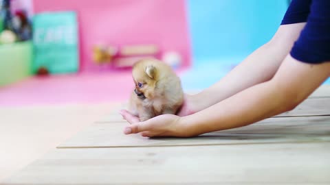 Popular Videos Pet Small Dog Orange Pomeranian