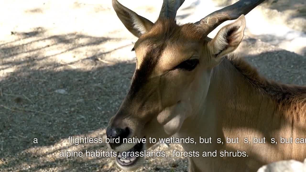 TOP 10 MOST UNIQUE WILDLIFE OF NEW ZEALAND