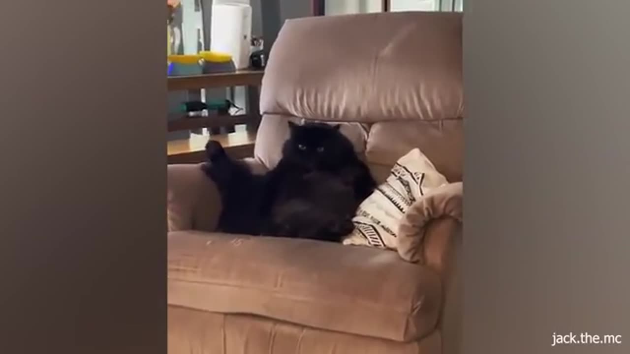 Cat Comedy Central : The Ultimate funny cat video 🐱