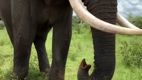 Adorable Elephant Pranks Human!