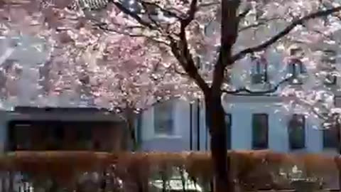 Promenad i Helsingborg 20 April 2018