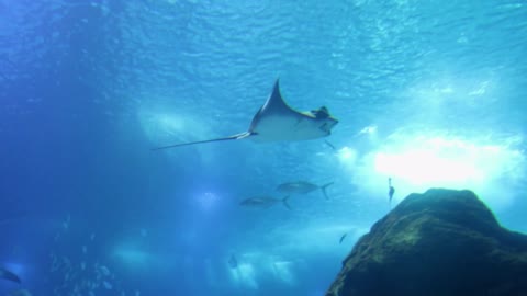 Batfish and Sharks