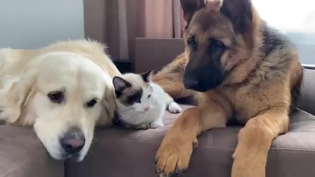 Golden Retriever, German Shepherd Puppy and Kitten Sleep like Babies