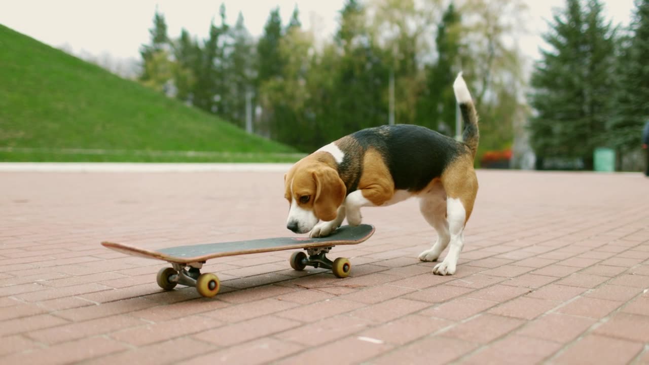 Skating puppy on board #Rumble#youtube#Puppy #summer#