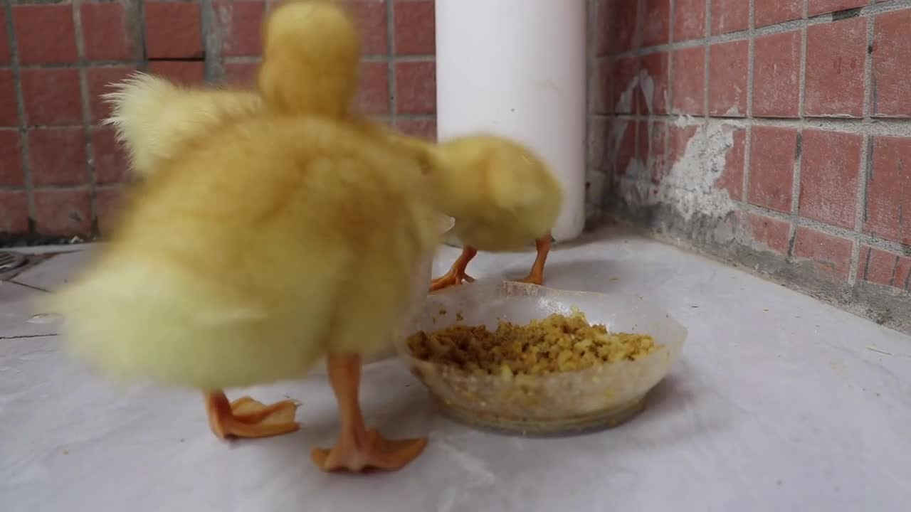 The kitten rescued the duckling trapped at home.