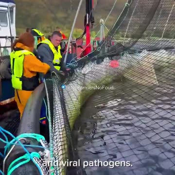 Farmed salmon are sedated and vaccinated before being put into pens