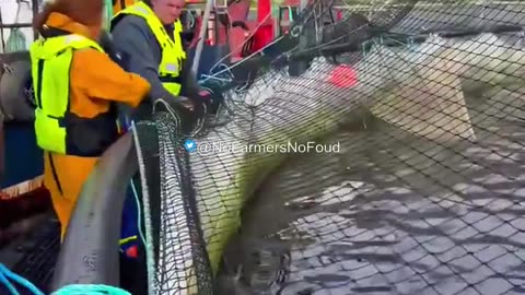 Farmed salmon are sedated and vaccinated before being put into pens