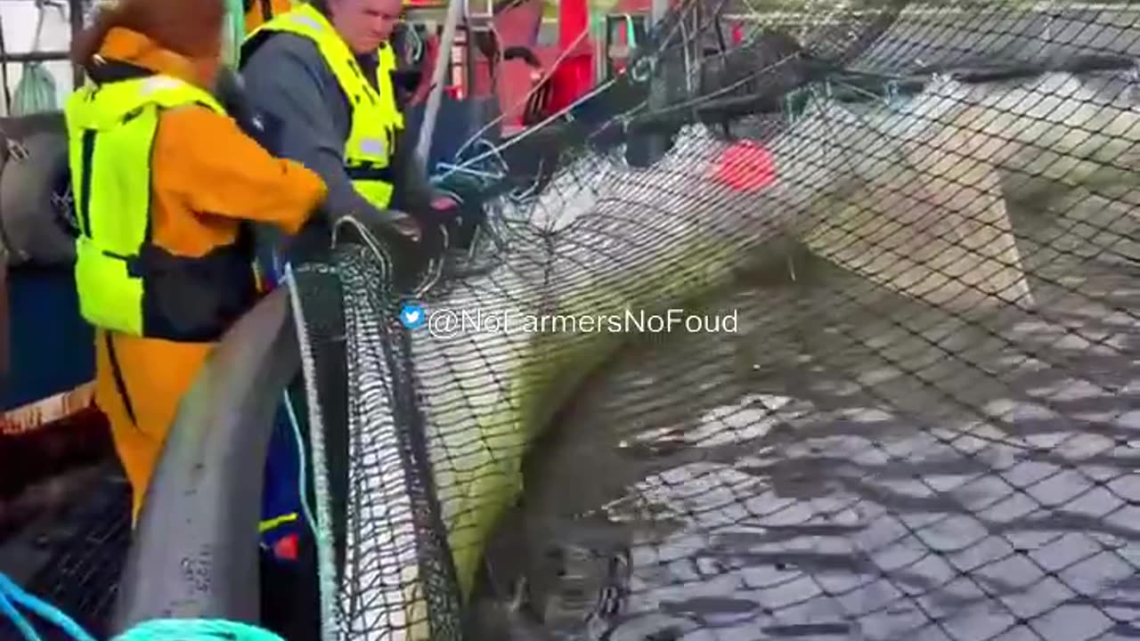 Farmed salmon are sedated and vaccinated before being put into pens