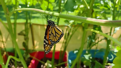 Last of the Monarchs 🦋 given freedom