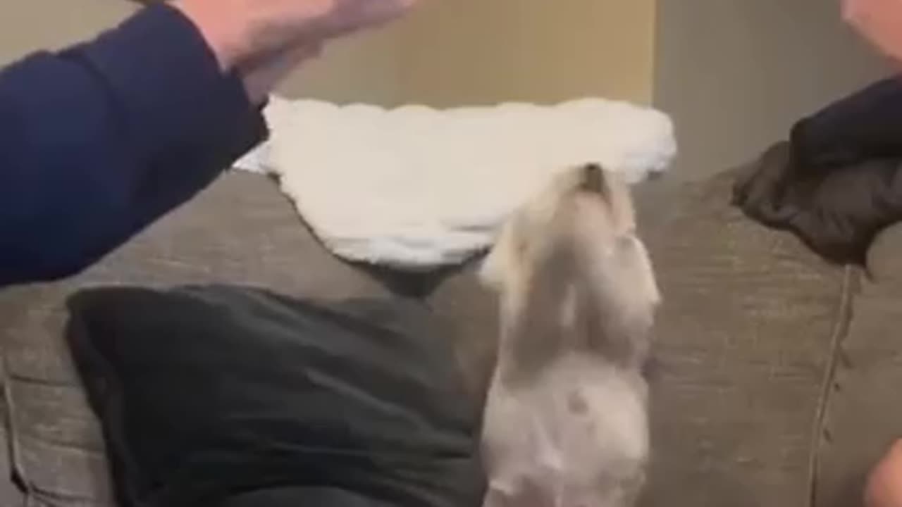 Hands in pet test 😂