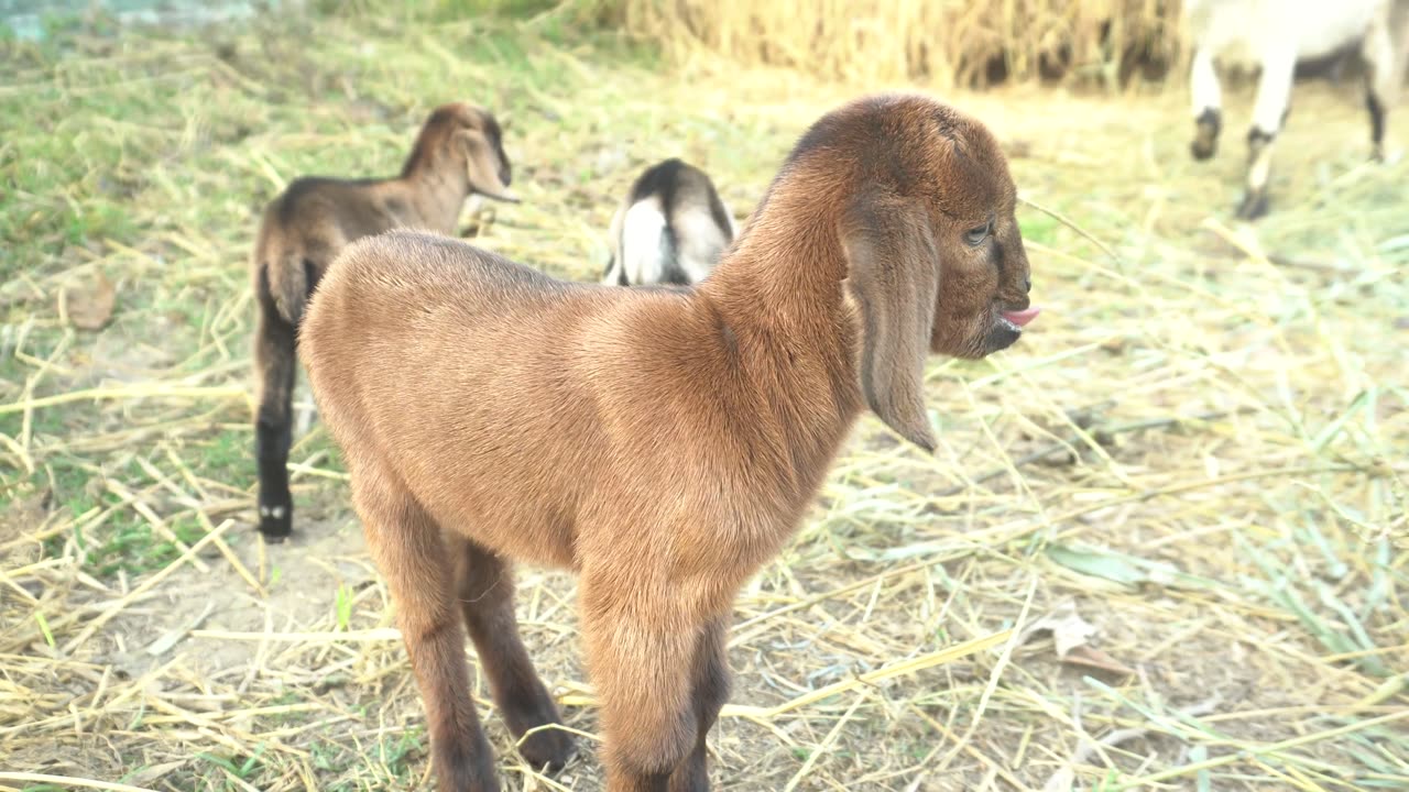 Cute little Goats are playing||