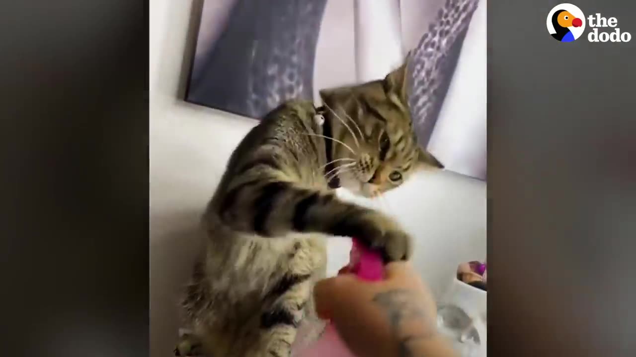 Cat Won't Stop Smacking His Mom | The Dodo