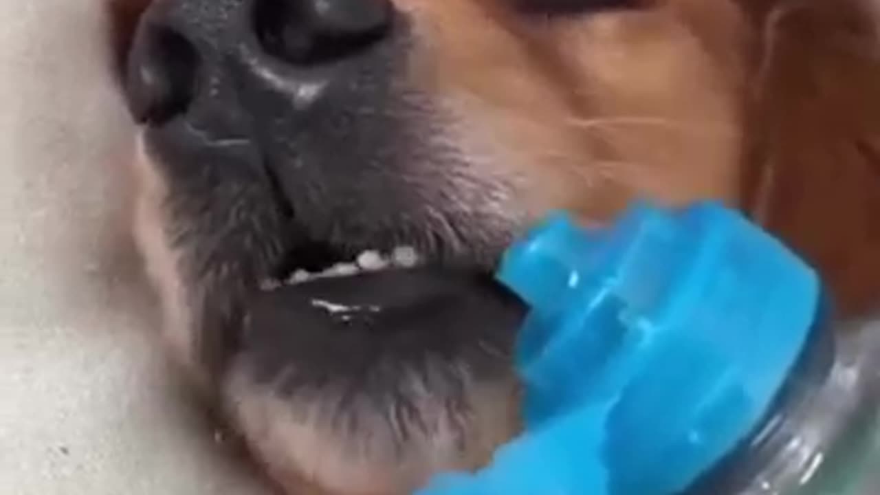 Sleep dog funny video 🤣