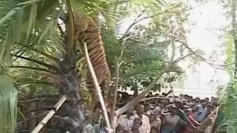 Tiger attacks on common people