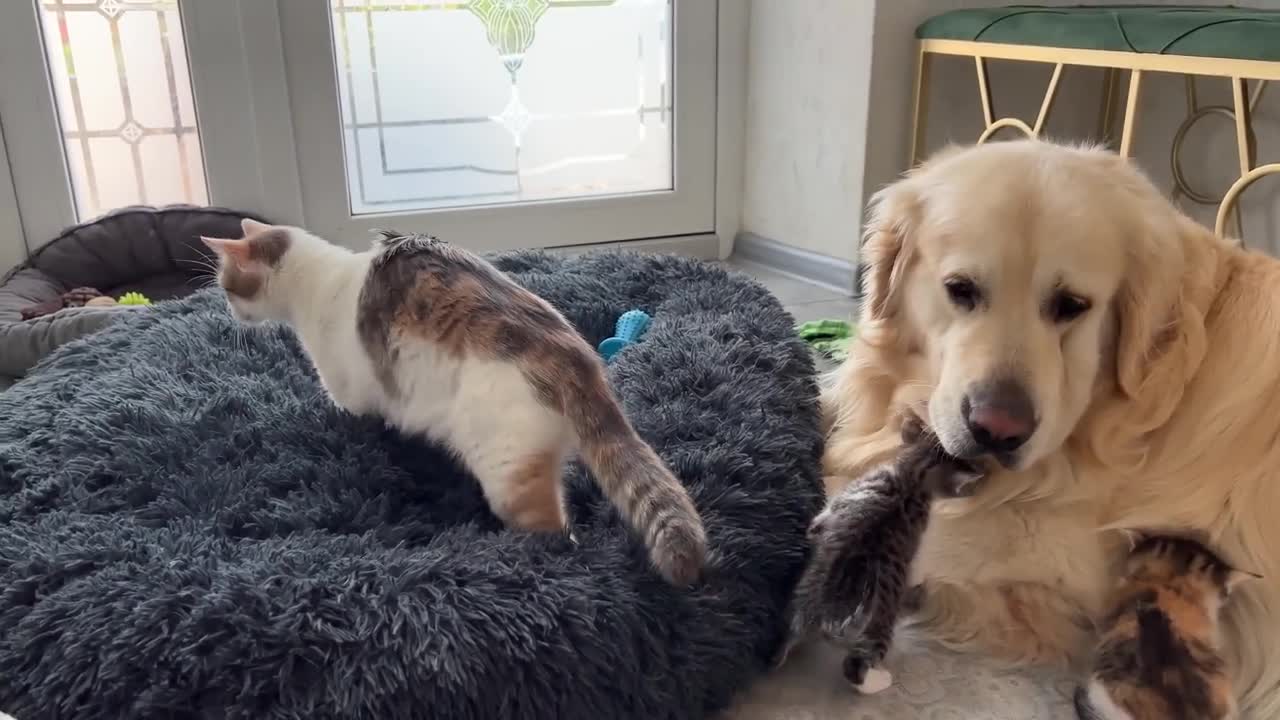 Mom Cat and Tiny Kittens Love their Best Friend Golden Retriever