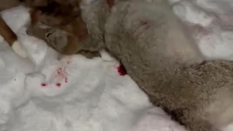 Catahoula works a coyote