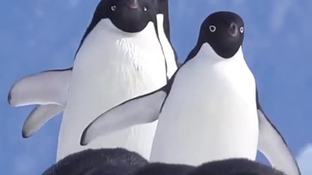 Adelie penguins tobogganing and waddling 핫둘 핫둘 Full video link in bio