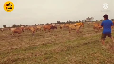 Fack Tiger To shoked cows 😅😅😅 funny video