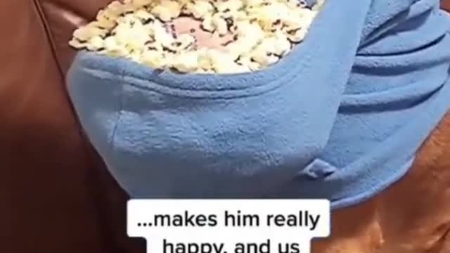 very funny animals#2