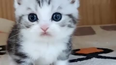 WOW, Super Adorable Kitty Cats