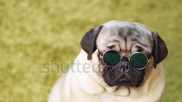 Puppy, pug resting