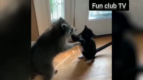 The awesome video of animals life and funny activityes