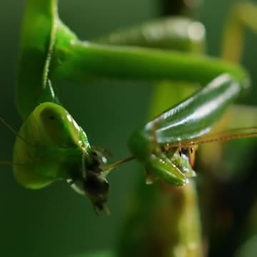 This mating mantis is headless 😬