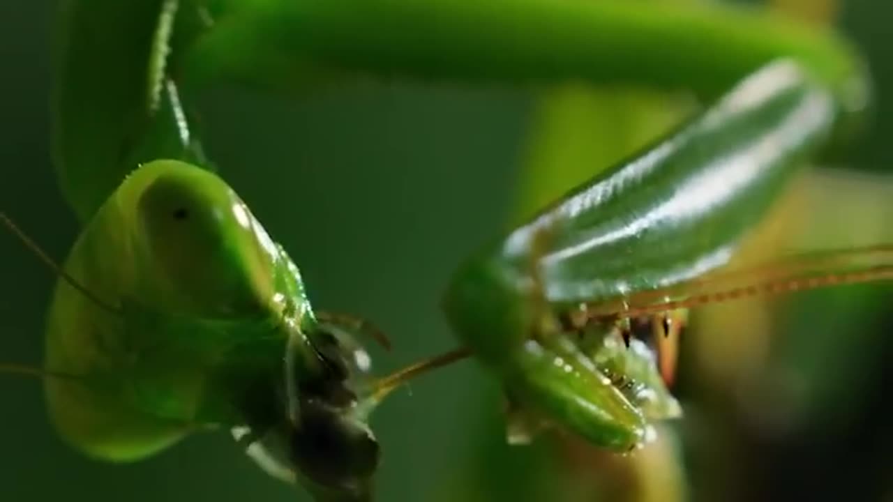 This mating mantis is headless 😬