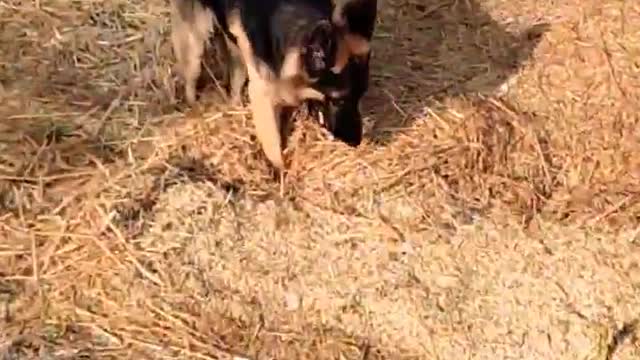 GermanShepherdfunnyvideo