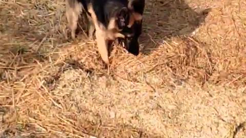 GermanShepherdfunnyvideo