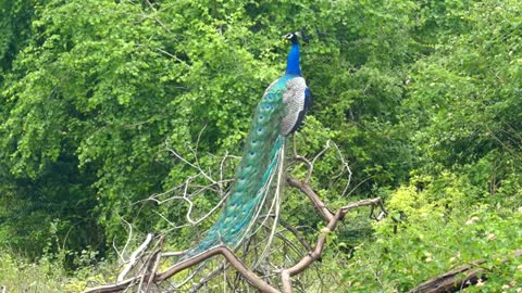 Peacock sound and walk in the forest | Indian Peacock calling | Peacock voice