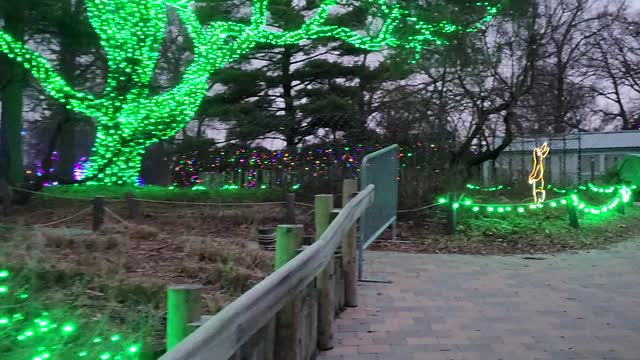 Enjoying The Christmas Lights At The Toledo Zoo - 3