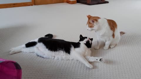 Cat Kisses Then Attacks Other Cat