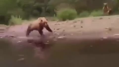 OMG 😱 Bear 🐻 vs me