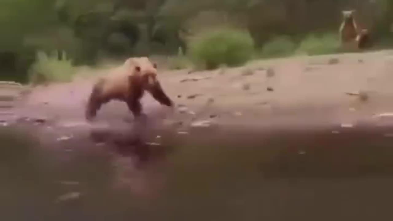 OMG 😱 Bear 🐻 vs me