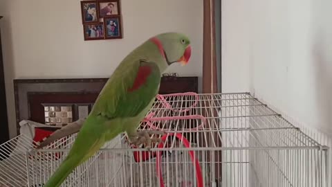 Pablo Parrot jaisi Singing aur Dance Nhi dhekha hoga p8