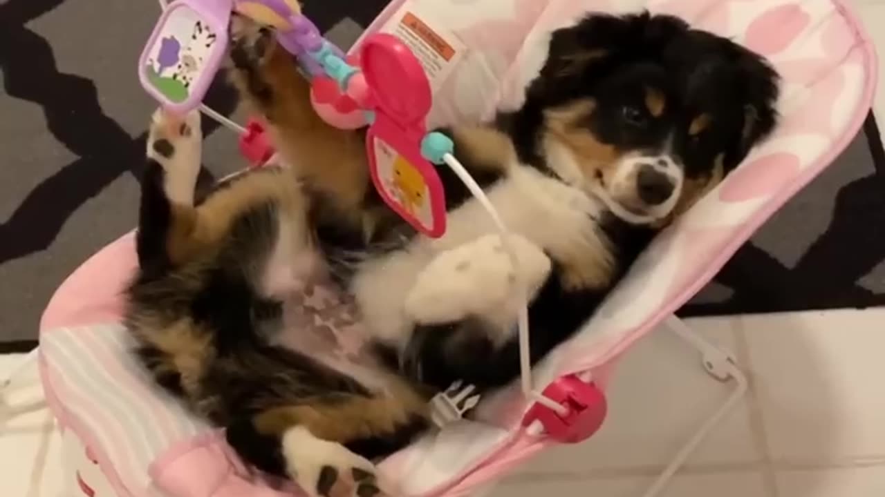 Funny animals - Funny cats _ dogs - Funny animal videos