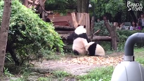 So Funny, Panda baby and panda mother "war"