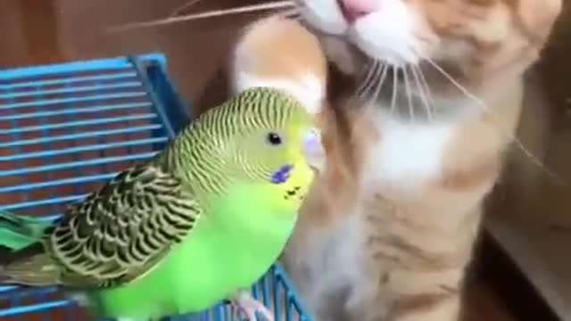 Parrot and cat are good friends