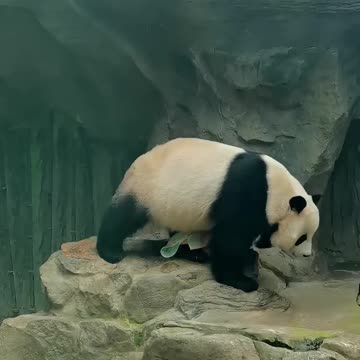 "Panda Perfection: Watch This Adorable Ball of Fluff Dry Off with a Towel!"