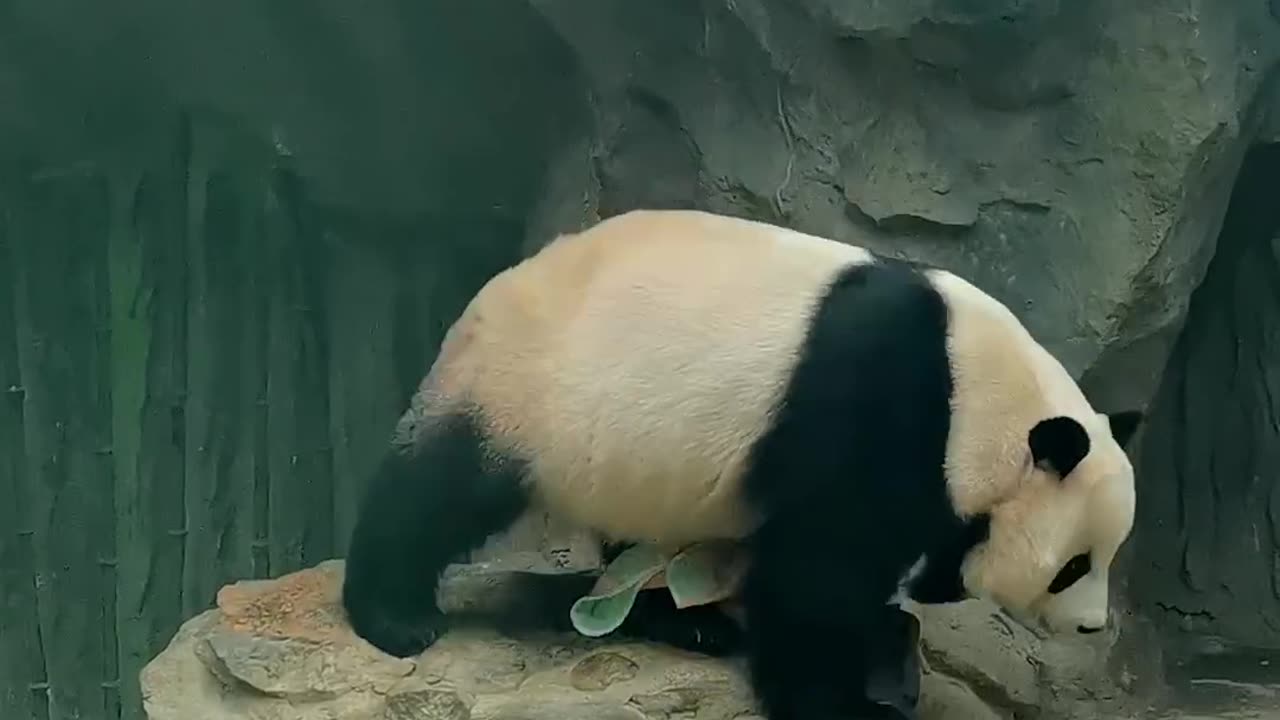 "Panda Perfection: Watch This Adorable Ball of Fluff Dry Off with a Towel!"