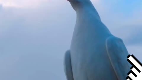 Facts about PIGEONS 🐦🐦🐦🐦